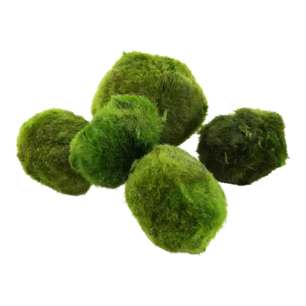 Ahdinpallero (palleroahdinparta, pallopartalevä) - Akvaarion sammalet - 80120 - 2