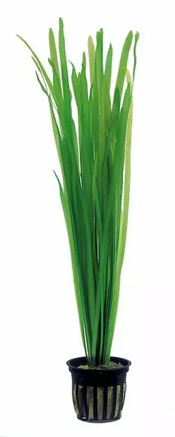 Vallisneria - Akvaarion taka-alan kasvit - Vallisneria - 1