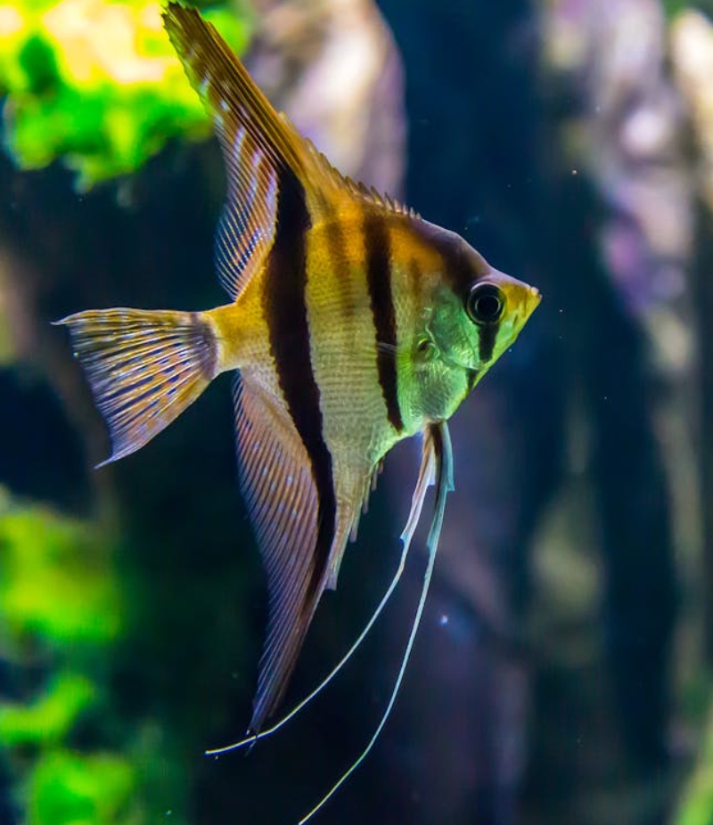 Akvaariokalojen hoito