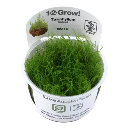 Jaavansammal Vitrokupissa - Akvaarion sammalet - 88650 - 3