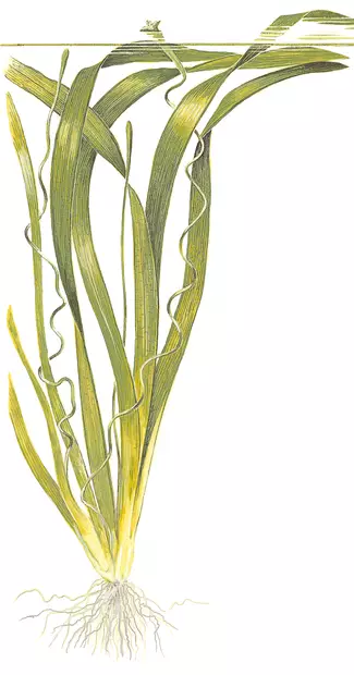 Jättiläisvallisneria Ruukku - Akvaarion taka-alan kasvit - 82240 - 1