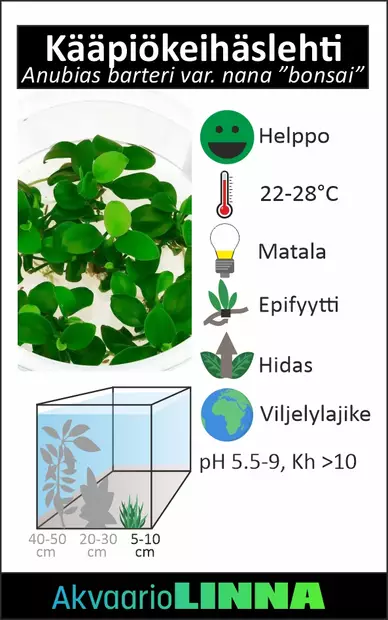 Kääpiökeihäslehti Bonsai Vitrokupissa - Akvaarion etualan kasvit - 89050 - 2