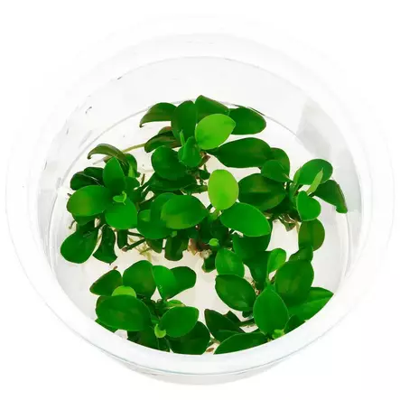 Kääpiökeihäslehti Bonsai Vitrokupissa - Akvaarion etualan kasvit - 89050 - 1