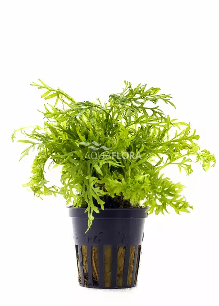 Liuskavesisaniainen Ruukku - Akvaarion keskialan kasvit - 80810 - 1