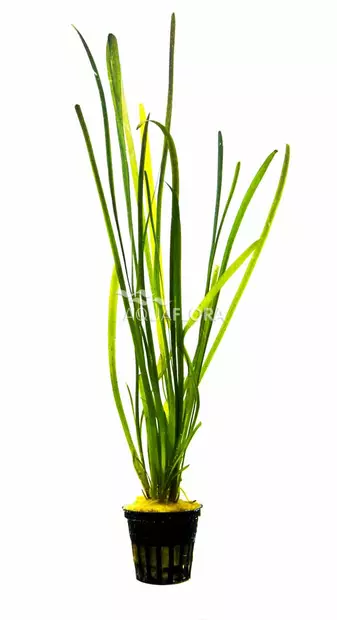 Vallisneria "Leopardi" Ruukku - Akvaarion taka-alan kasvit - 87290 - 2