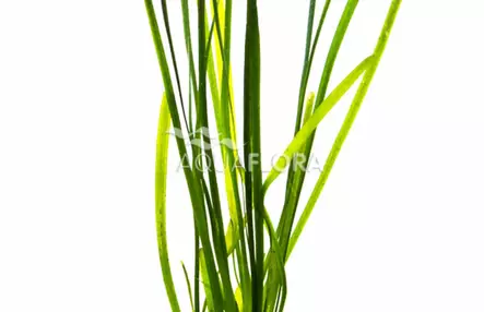 Vallisneria "Leopardi" Ruukku - Akvaarion taka-alan kasvit - 87290 - 1