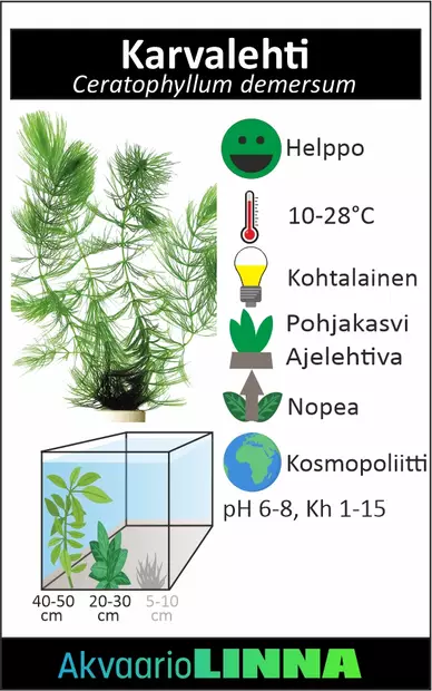 Karvalehti Nippu - Akvaarion taka-alan kasvit - 83391 - 3
