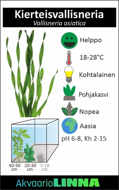 Kierteisvallisneria Nippu - Akvaarion taka-alan kasvit - 84941 - 2