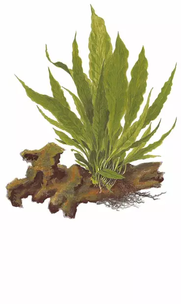 Jaavansaniainen vihreä Ruukku - Akvaarion keskialan kasvit - 86943 - 2