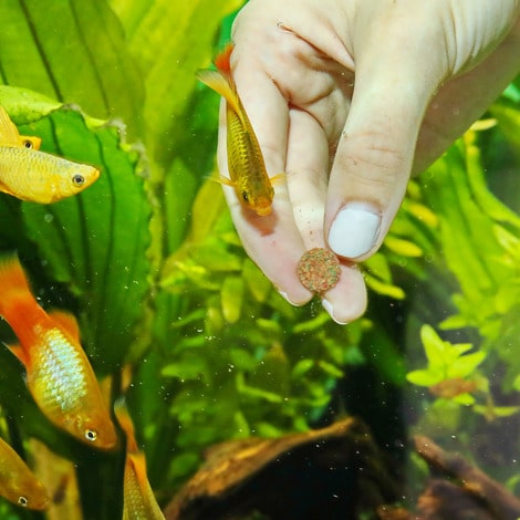 NovoTab Yleistabletti kiinnitettynä akvaarion lasiin, tehokas ja käyttäjäystävällinen ruokintamenetelmä akvaariokaloille.