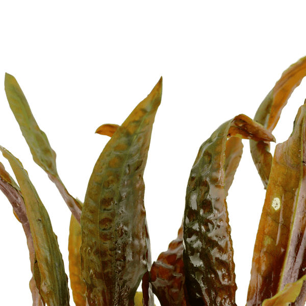 Cryptocoryne Usteriana Vitro akvaariokasvi, joka esittelee kauniita vihreitä ja punertavia lehtiään, tuoden eksotiikkaa ja värikästä ilmettä akvaarioosi.