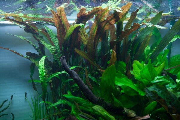 Kuva Nyppymelalehti Vitro kasvista, joka kasvaa tiheänä vihreänä mattona akvaarion pohjalla, tuoden luonnollista tekstuuria ja väriä vedenalaiseen ympäristöön.