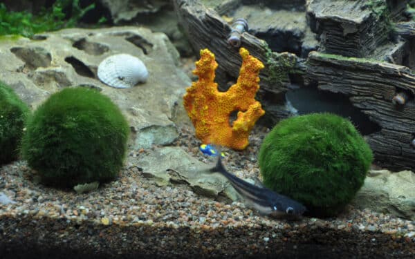 Pallopartalevä akvaario pohjalla, vihreä ja pyöreä koriste, joka luo luonnollisen ja rauhoittavan tunnelman akvaarioosi.