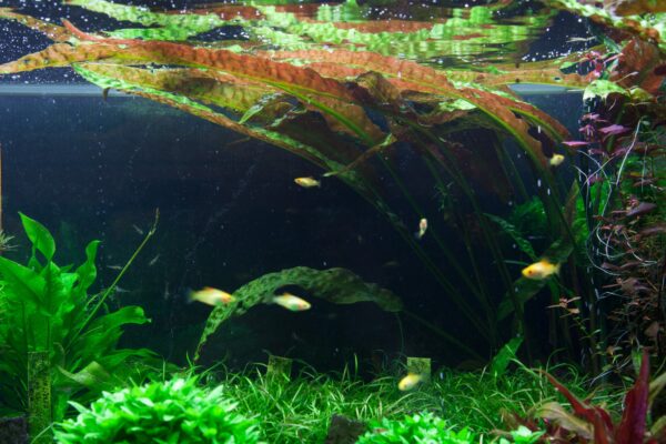 Cryptocoryne Usteriana Vitro, kauniita vihreitä ja punertavia lehtiä esittelevä akvaariokasvi, tuoden värikästä ilmettä ja luonnollista tekstuuria akvaarioosi.